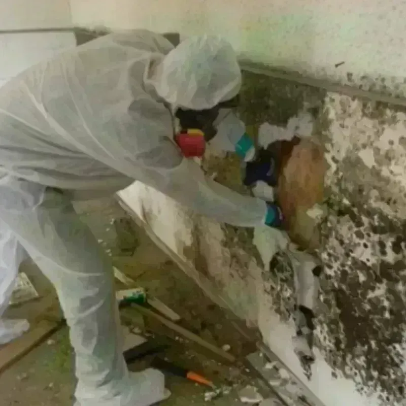 Mold Remediation and Removal in West Hattiesburg, MS